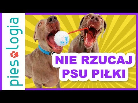 Wideo: Pięć małych psów, które nie rzucają zbyt wiele