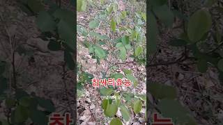 참싸리효능/건강정보 #한방상식 #민간요법 #자연약초