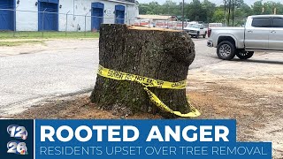 Aiken leaders stumped over trees’ removal at farmers market