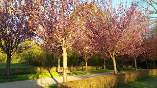 Die Kirschblüten im Rombergpark Dortmund