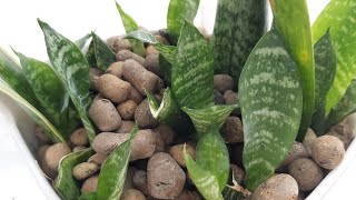 видео: Сансевиерия размножение листом картинка: Сансевиерия размножение листом