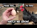 Watch These Chickens Grow! From an Egg to a Crowing Rooster!