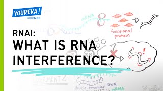 RNAi: What is RNA Interference?
