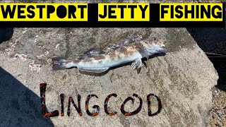 WESTPORT JETTY FISHING IN LATE JULY #fishing #fyp