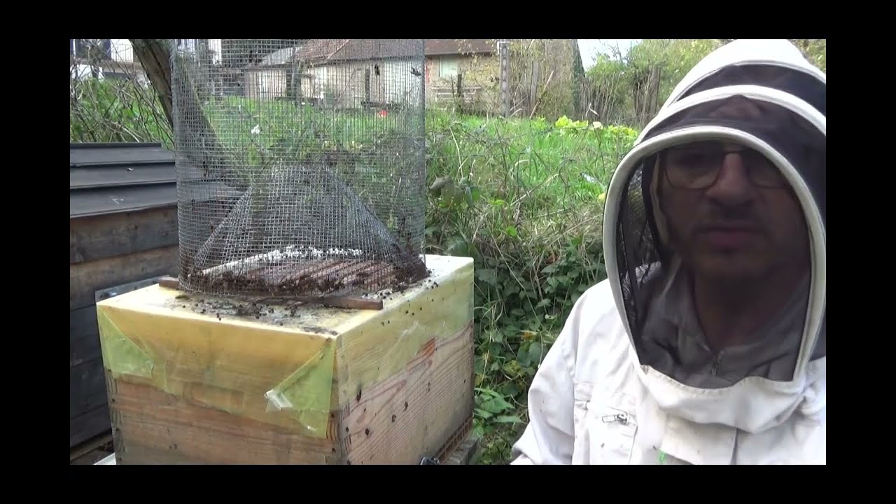Nasse à frelons chez Sophie, captures massives et chute de pression.