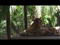 @Tiger taking Rest