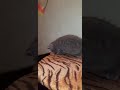Malejka (Малейка)