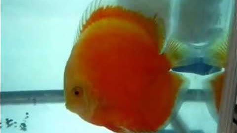 Cá Dĩa Đẹp Quốc Tế - Class9 3rd - Thiên Đường Cá Cảnh