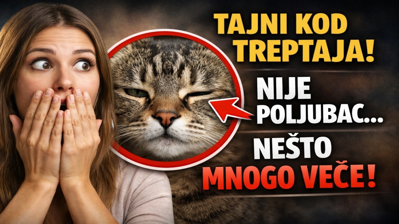 TAJNI KOD mačijeg treptanja: Nije poljubac, VEĆ NEŠTO MNOGO VAŽNIJE! 😼