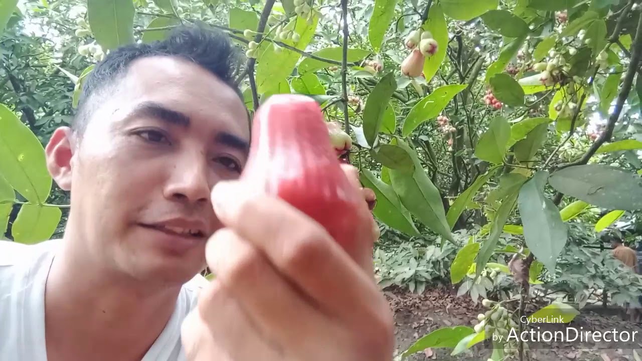 1 MILYAR per tahun dari hasil JAMBU CITRA (water Apple farming)