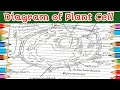 @createwithnupur step by step drawing of Plant cell diagram