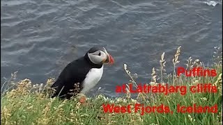 Puffins at Latrabjarg cliffs, Iceland