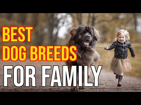 วีดีโอ: 10 สายพันธุ์สุนัขเล็กที่ดีที่สุดสำหรับครอบครัว