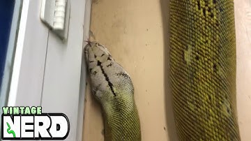 Golden Child Platinum Reticulated Python