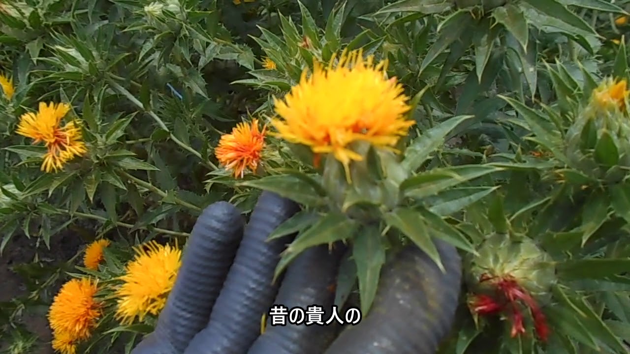 見たことある 紅花の積み方と歴史 Youtube