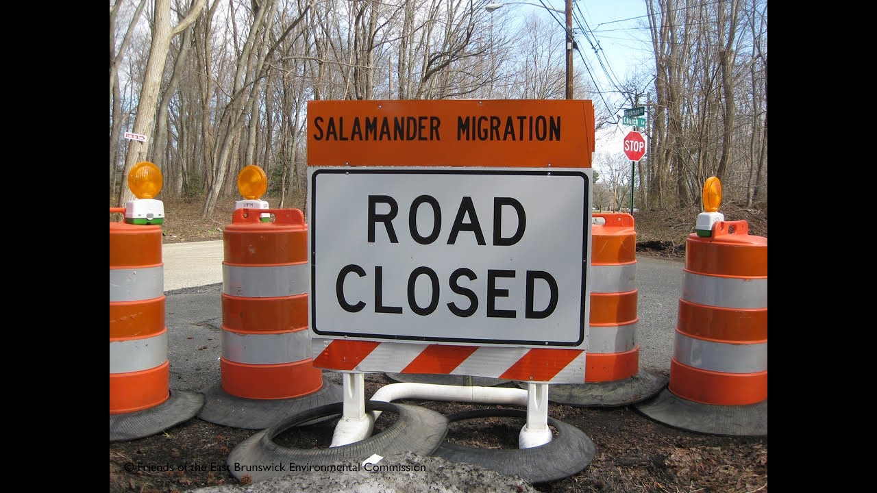 "Crossings: How Road Ecology is Shaping the Future of Our Planet"