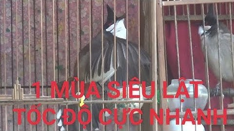 TỐI 08/12/2025 THUỘC HƠN MÙA LẬT SIÊU TỐC ĐỘ, BUNG XÒE ÁC, NẾT ĐẤU GHIM CHIM MÃN NHÃN, TƯƠNG LAI OK 