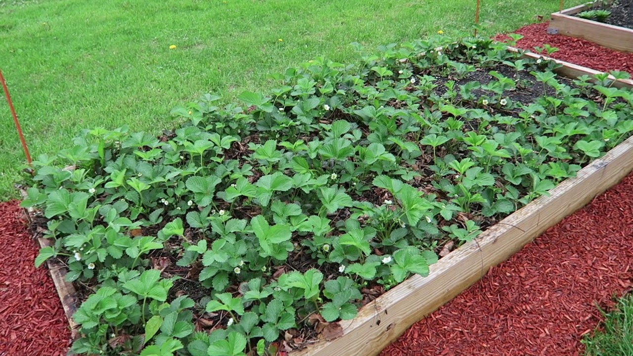 Garden beds update. - YouTube