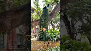 @Video of the day