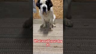 What would your dog do. #doglover #stbernard #gentlegiant #dogtraining #dogs