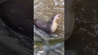 Otter Feel Delicious When Eating Fish In Water #otters #shorts