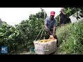 Drones revolutionize navel orange transportation for orchards on Chinese mountains