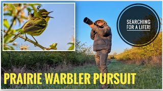 Prairie Warbler Pursuit