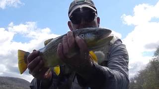 SPRING FLY FISHING-HITTING THE HENDRICKSON HATCH with Chris Walklet