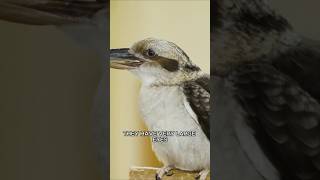 Kingfisher: Death from Above #Animals #Birds #Kingfisher #Shorts
