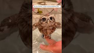 A man saw an owl struggling to survive, what he did next completely changed its life  #shorts