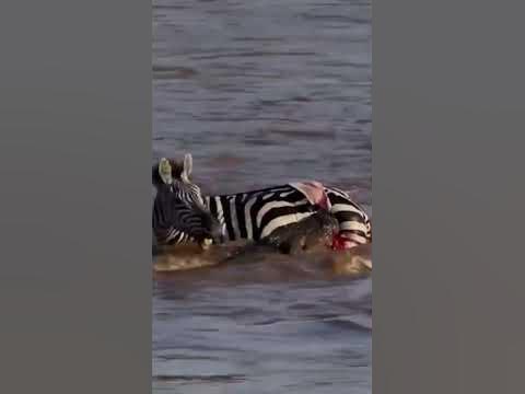 Crocodile attacks zebra crossing river#Shorts - YouTube