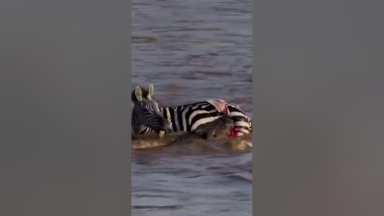 Crocodile attacks zebra crossing river#Shorts - YouTube
