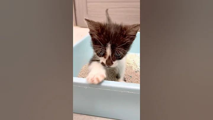 Video 11390151: abyssinian kitten cat, abyssinian kitten funny, cat little kitten funny