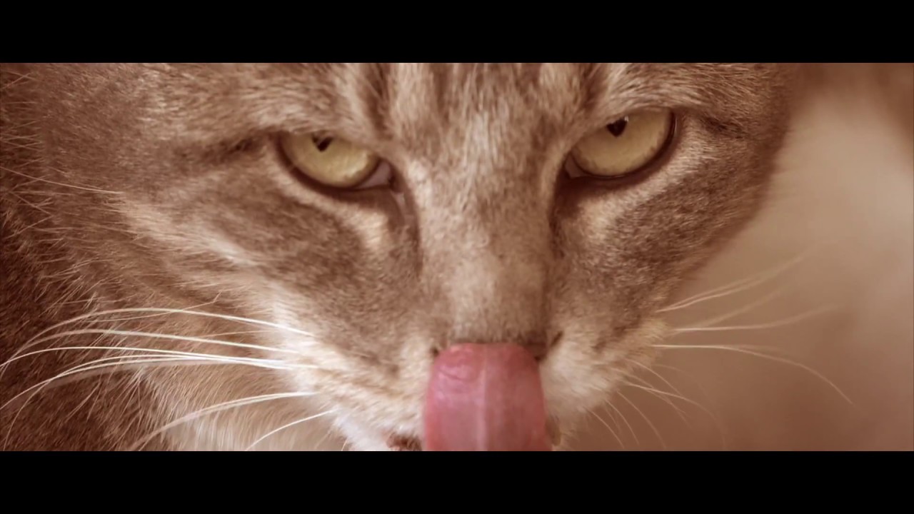 FeLV Cats Love Life Why Wet Food Is Important For FeLV Cats YouTube FeLV Cats Love Life Why Wet Food Is Important For FeLV Cats YouTube