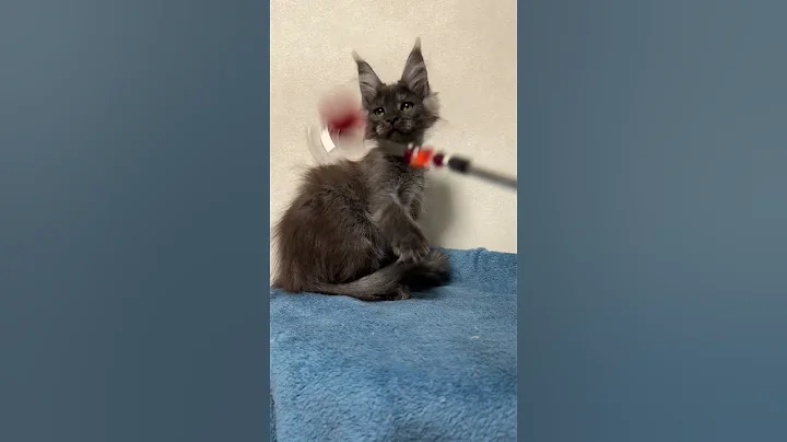 Watch the video about Mercury Black Smoke Maine Coon Male Kitten Available Now | Purebred Kitties
