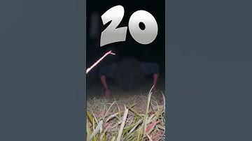 Day 81 of doing knuckle pushups #shortsfeed #pushupsdaily #knucklepushups #challengeshorts #short