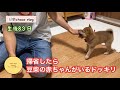 【ドッキリ】帰省したら豆柴の子犬がいる！？！？