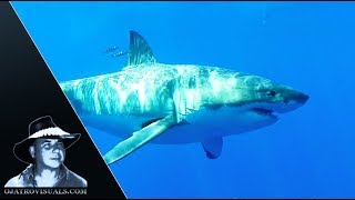 Great White Sharks 01 Footage