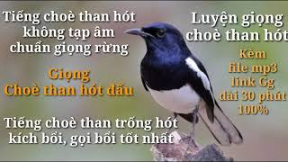 Tiếng chòe than mồi chuẩn không tạp âm file mp3