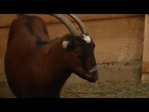 Vidéo: Comment Savoir Si Une Chèvre Est Enceinte