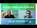 Consejos para una auditoría de control de plagas, con Ingeniera Vianka Saez