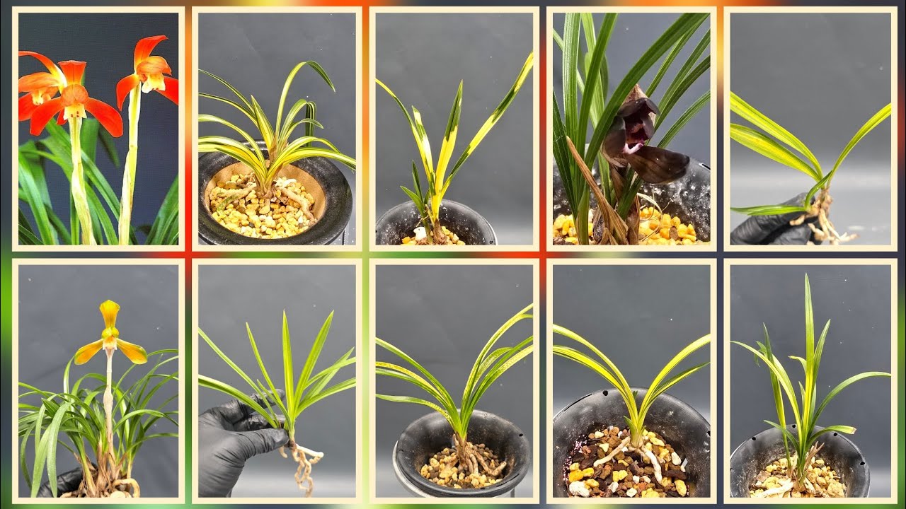 @무시로난초 2026년 3월 8일 일요일 서반 광주보 화랑 사피반 태극선 입변산반중투 진자 고성호피 입변중투 