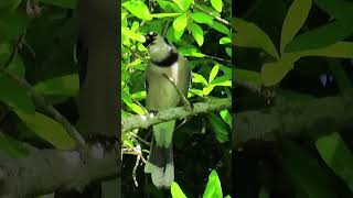 One Blue Jay Imitates Hawk and Osprey Calls