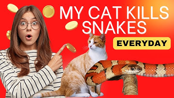 Cat Toys Automatic Eletronic Snake  - Smart Sensing Cat Teasering Toy