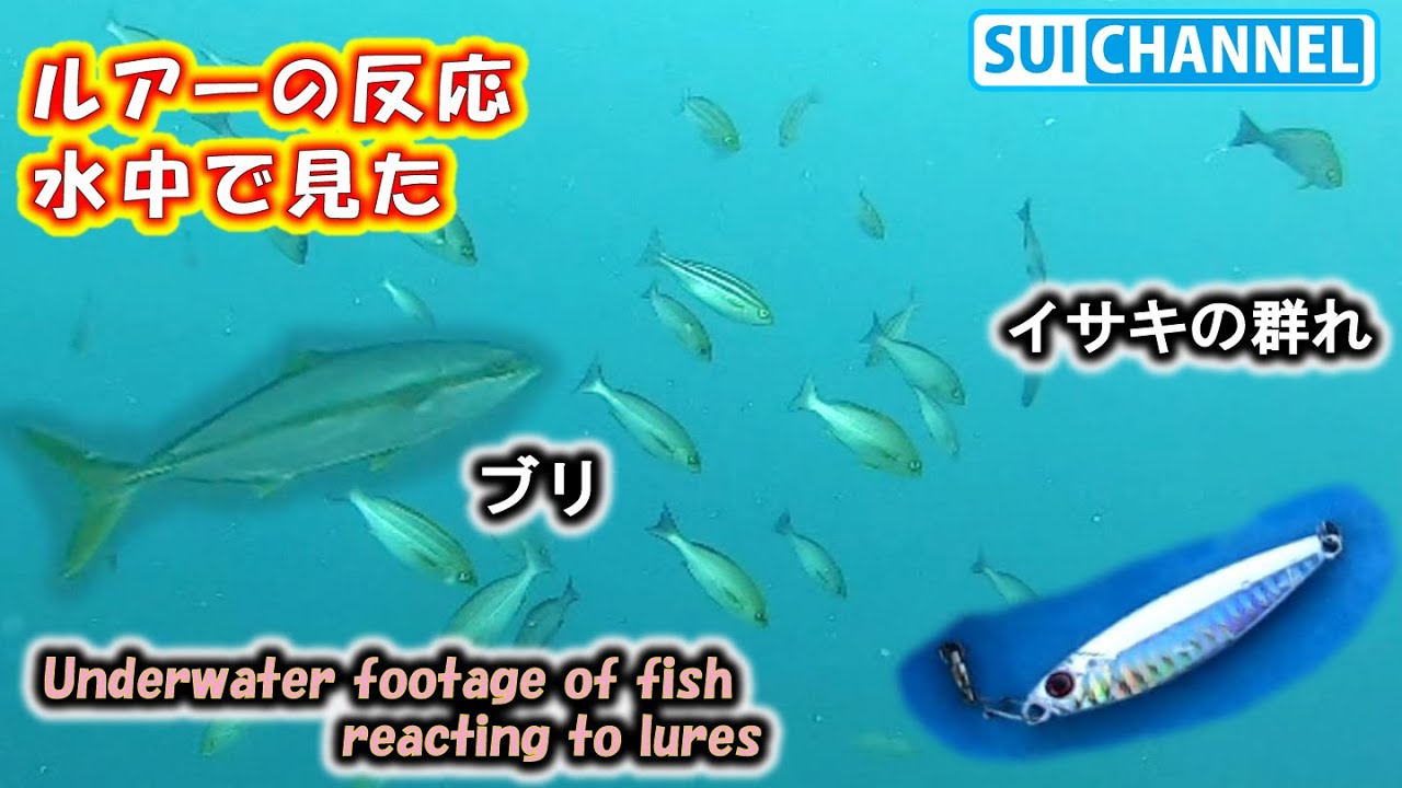 ジギング水中映像 捉えた ブリやイサキがルアーに反応する瞬間 Underwater Footage Of Fish Reacting To Lures Youtube