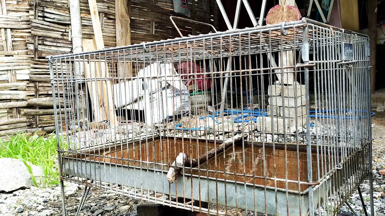 BELAJAR MANDI KERAMBAH TLEDEKAN MUDA HUTAN EKOR BUNTUNG LANGSUNG NYEBUR