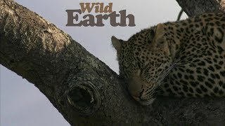 WildEarth - Sunrise Safari - 20 July 2020