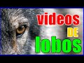 Videos de Lobos