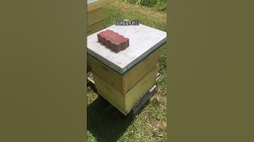 Beekeeping 101: Part One