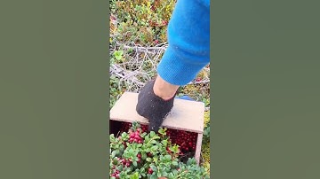 Waarom kweken ze veenbessen onder water?